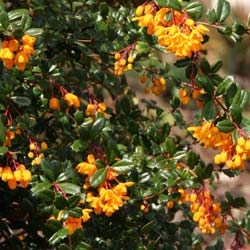 berberis darwinii